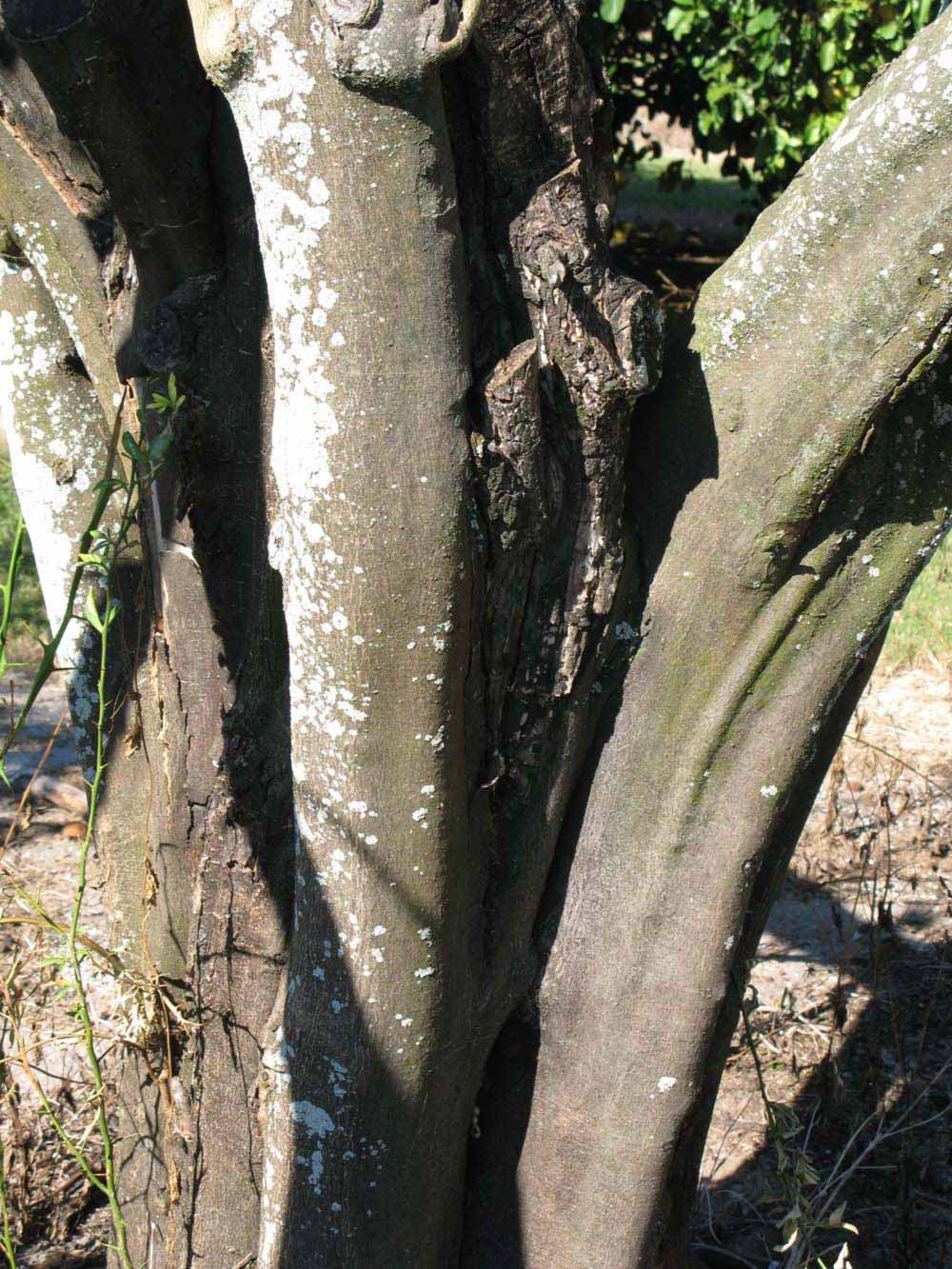            Bark (Winter Haven, FL)      